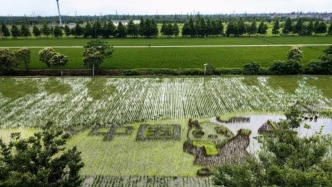 復(fù)旦哲院暑期調(diào)研｜在上海之角講好“一粒米的故事”