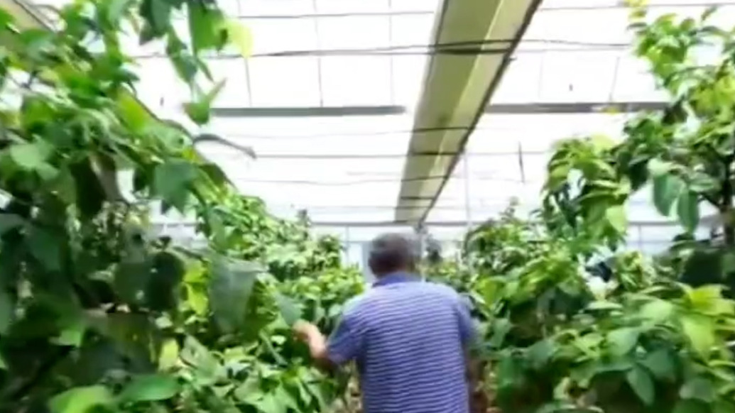 南果北種！家庭農(nóng)場式特色種植，蹚出鄉(xiāng)村振興新路子