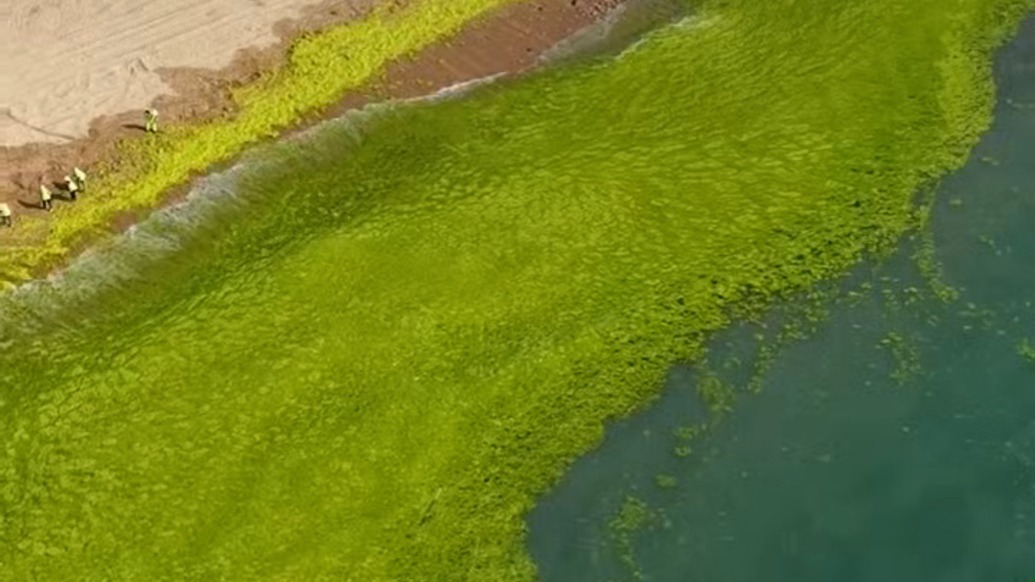 滸苔讓海邊浴場變“草原”？青島第三海水浴場：基本清理干凈，不影響游泳