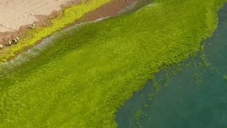 滸苔讓海邊浴場變“草原”？青島第三海水浴場：基本清理干凈，不影響游泳