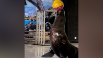 海獅身上有多處傷痕？動(dòng)物園：系“肥胖紋”