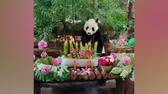 相当于人类60岁！大熊猫“华奥”迎18岁生日