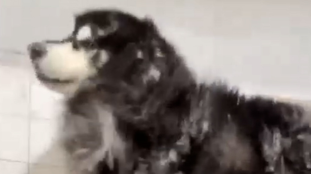 阿拉斯加犬洗澡变“弹棉花”现场，宠物店：它毛发旺盛，半年未清理了