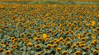 沙漠土地種出“致富花”！新疆巴州15000畝向日葵長勢喜人