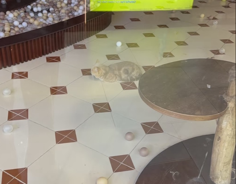 “超级鸟局”一宠物店关闭后有猫滞留？商家：活体动物均已安置