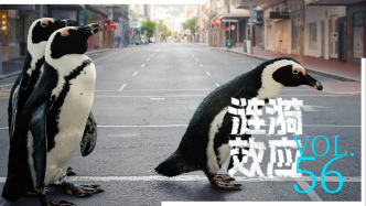對(duì)話生態(tài)學(xué)者：如果地球重啟，人類會(huì)被“格式化”嗎？｜漣漪效應(yīng)