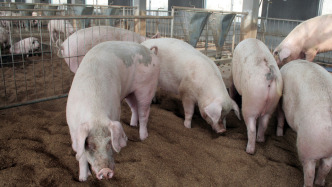 農(nóng)業(yè)農(nóng)村部：七八月份生豬出欄量將有所減少，有利于豬價穩(wěn)定和養(yǎng)殖盈利