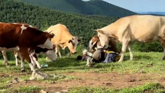 五臺山徒步客挑逗牛被踩踏，景區(qū)：屬游客素質(zhì)問題