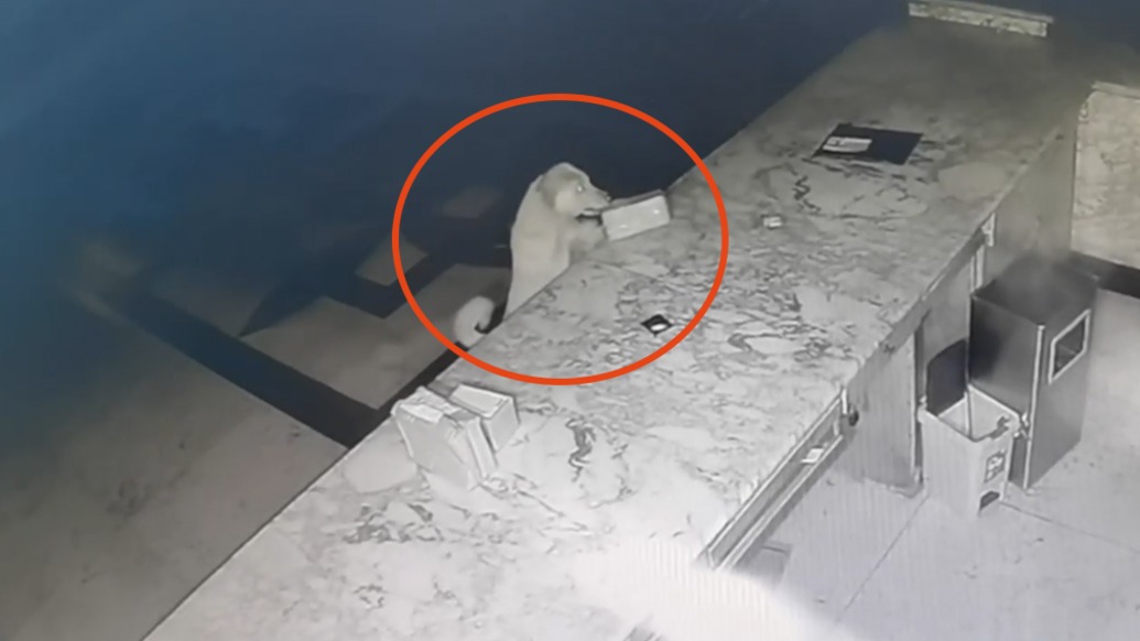 包裹沾上肉香狗狗惦記,民警調(diào)監(jiān)控找回“被偷”包裹