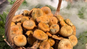 西岸濱江的“菌子大會(huì)”