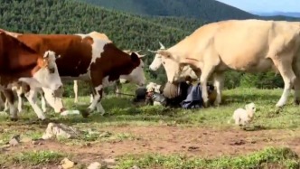 游客喂牛肉干、敲打牛屁股遭牛群“踩踏”？景區(qū)：疑似因其犬只引起