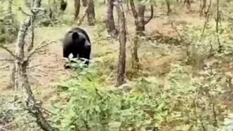 云南一地多次發(fā)現(xiàn)“黑熊正在出沒(méi)”，鎮(zhèn)政府：非必要不入山