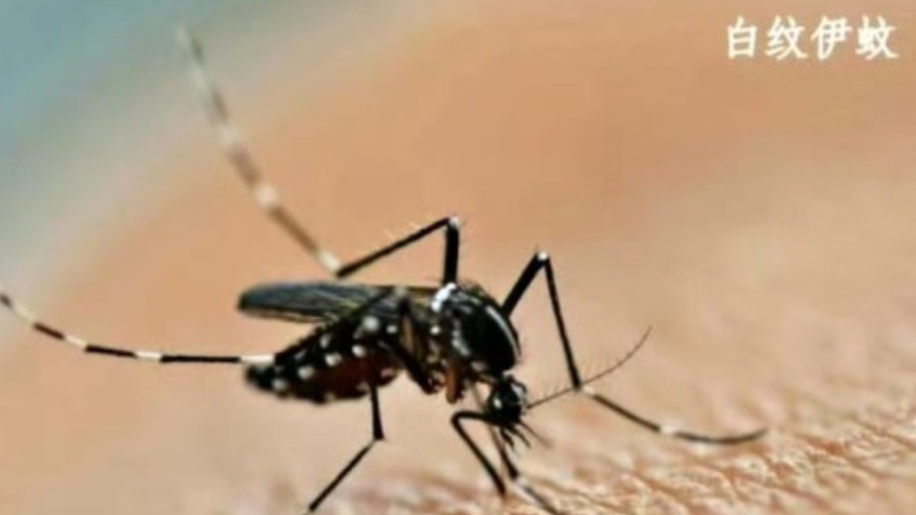 廣東佛山累計(jì)報(bào)告基孔肯雅熱確診病例1873例，均為輕癥