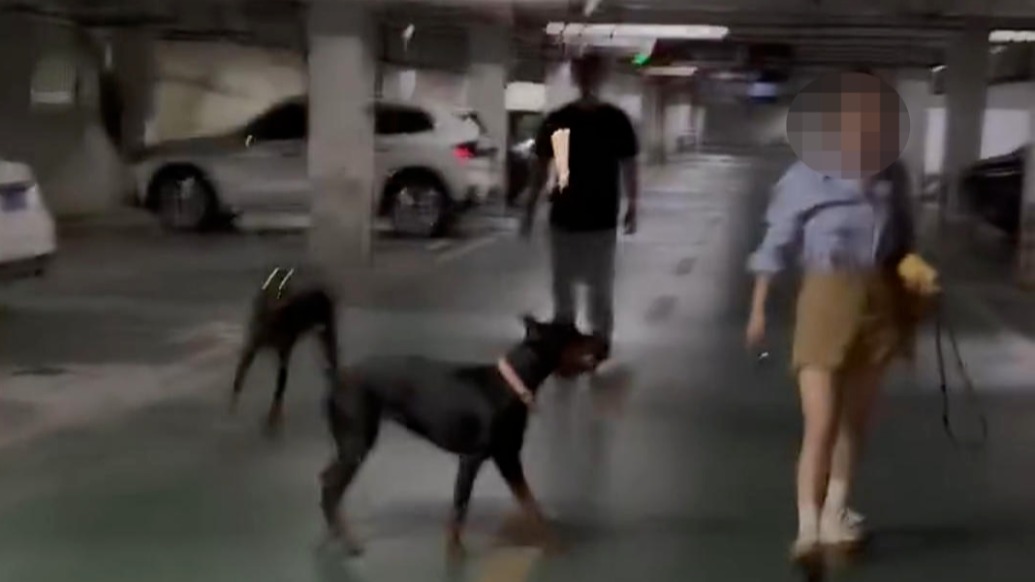 江苏丹阳两杜宾犬未拴绳吓到路人引发冲突，警方称正排查养狗人