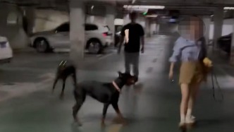 江苏丹阳两杜宾犬未拴绳吓到路人引发冲突，警方称正排查养狗人