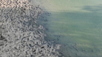 7月以來降水較歷史同期少八成，淮河防總、淮委啟動抗旱四級應(yīng)急響應(yīng)