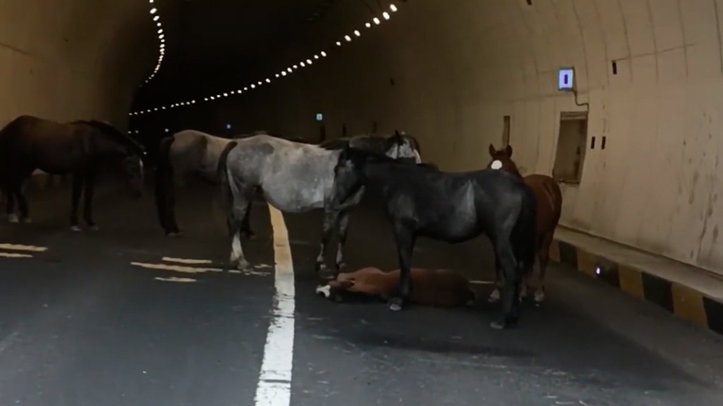 張家口一隧道內(nèi)五匹大馬圍住倒地小馬，轄區(qū)林草局：馬主人已將馬匹領(lǐng)走