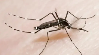 北京疾控：目前偶有基孔肯雅熱境外輸入病例