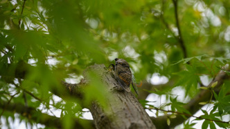 上海蟬鳴上熱搜，今年蟬為啥這么多？叫聲為啥這么大？