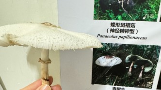 網(wǎng)購(gòu)“雞樅菌種子”種出毒蘑菇青褶傘，農(nóng)婦和老伴雙雙中毒