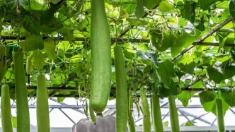 毒性堪比砒霜，一種正大量上市的瓜，一旦發(fā)苦趕緊吐掉