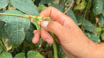 大爷大妈组团到美甲店贴“摘豆角甲片”，店主：他们只贴大拇指，收费10元