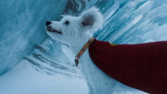 氪星犬比超人更受歡迎，靈感來自導(dǎo)演的小狗