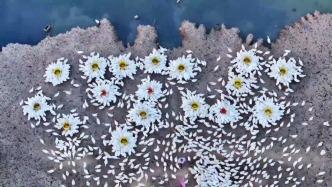 5000只大白鹅随主人投喂秒变流动“花海”