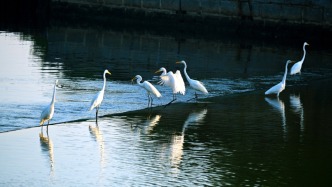 加強(qiáng)鳥類保護(hù)，國家林草局協(xié)調(diào)多部門出手
