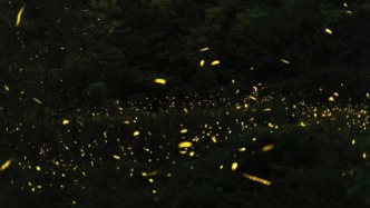 萤火虫的爱与哀愁