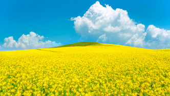 我國科學家研發油菜籽品質“拍照檢測”技術，誤差不超5%