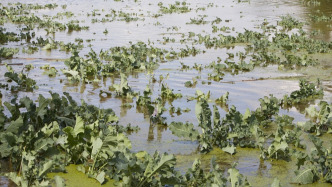 北京市農(nóng)業(yè)農(nóng)村局預(yù)警：大部分地區(qū)存在農(nóng)作物漬澇災(zāi)害風(fēng)險(xiǎn)