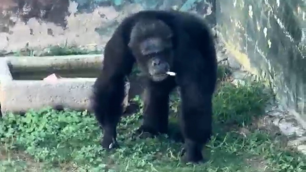 游客拋煙猩猩叼起猛抽，動物園：會加強監(jiān)督管理