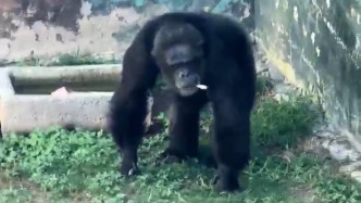 游客拋煙猩猩叼起猛抽，動物園：會加強監(jiān)督管理