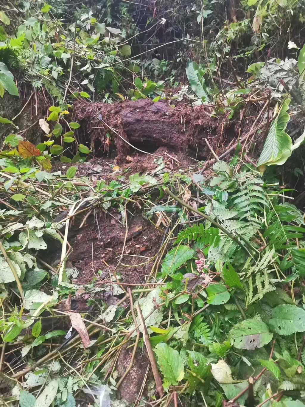 驼峰航线坠机谜踪：80年后，打捞那段尘封的二战往事