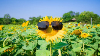 頭伏不補，伏天受苦！別忘吃5個“扶陽菜”，健康過夏天