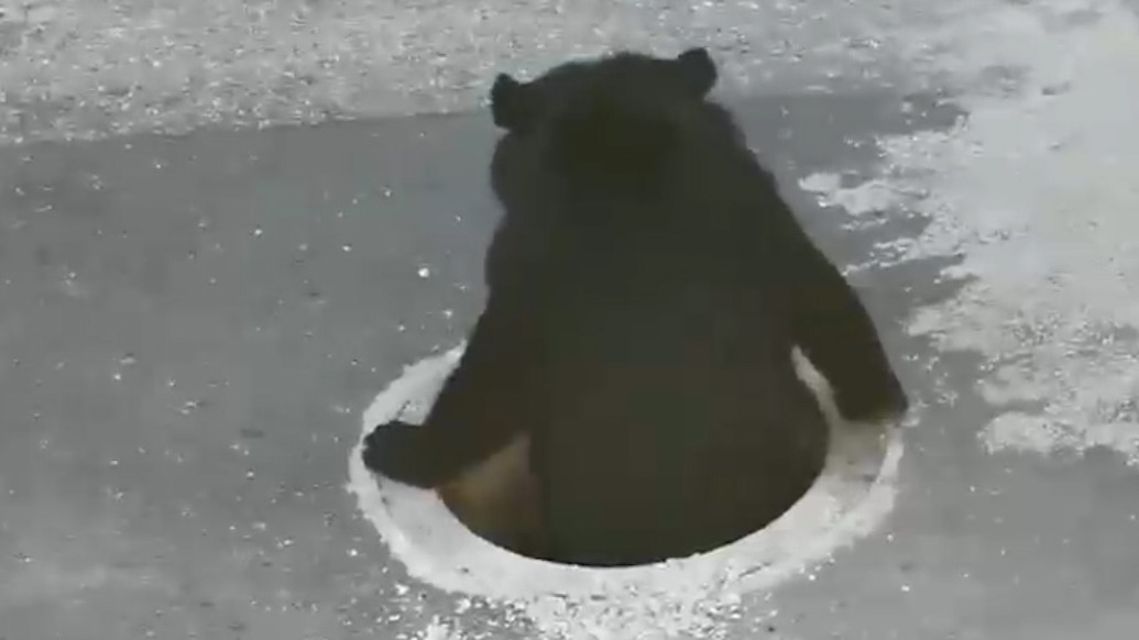動(dòng)物園回應(yīng)黑熊挪井蓋鉆進(jìn)下水道:井蓋破碎它才鉆入玩耍,當(dāng)天已修好井蓋