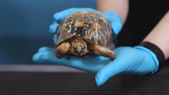 上海海關(guān)截獲47只輻紋陸龜，系國家一級重點保護野生動物