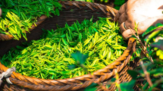 研究發(fā)現(xiàn)：多喝綠茶，能激活多種長壽蛋白，延緩衰老，預(yù)防這一老年疾病