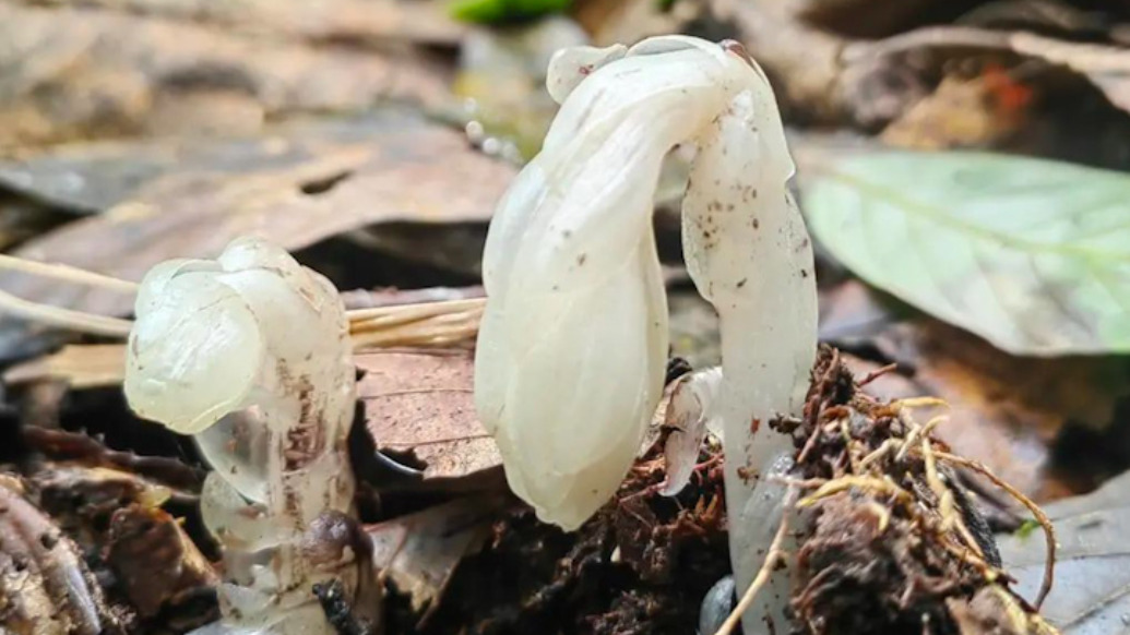 哀牢山發(fā)現(xiàn)7株罕見“冥界之花”：通體晶瑩潔白，一碰就枯萎