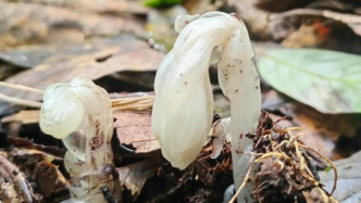 哀牢山發(fā)現(xiàn)7株罕見(jiàn)“冥界之花”：通體晶瑩潔白，一碰就枯萎