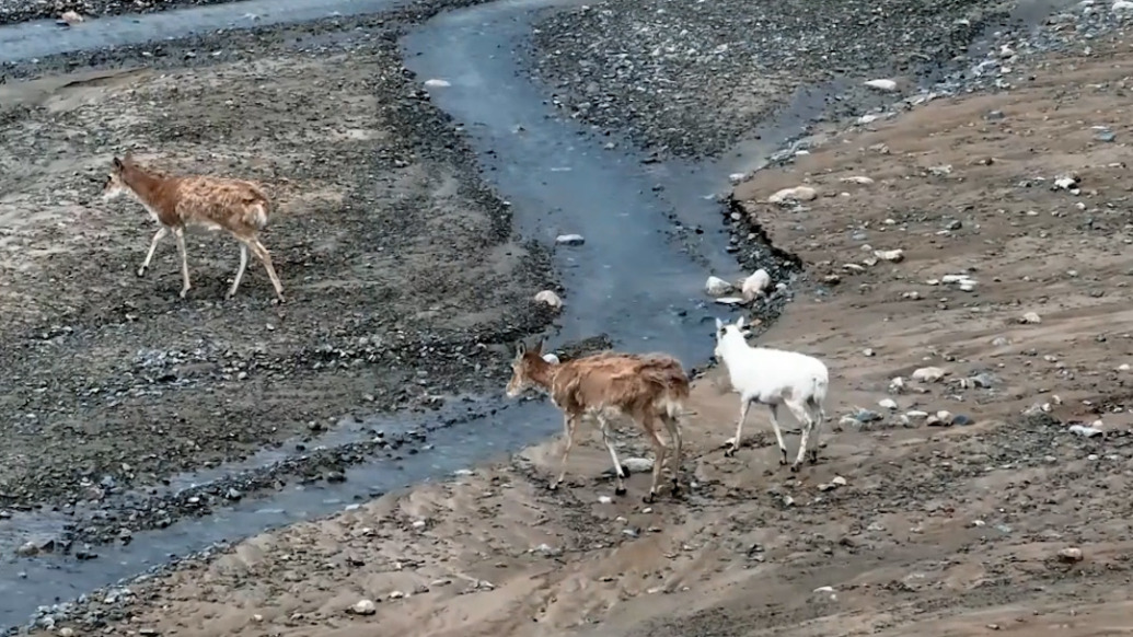 新疆阿尔金山发现罕见白色藏羚羊幼崽
