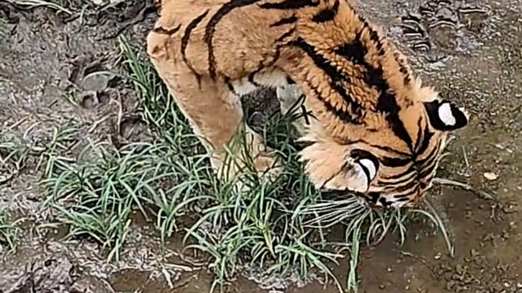 老虎瘦骨嶙峋餓得吃草？北京動物園：按照飼養(yǎng)要求喂養(yǎng)，體重在正常范圍