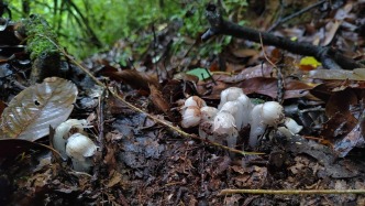 “冥界之花”——水晶兰再现新平哀牢山
