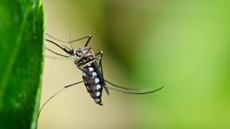 室外積水是蚊蟲孳生地，上海發布健康提示：臺風過后要滅蚊