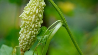 夏天吃苦瓜，其實作用沒有那么大