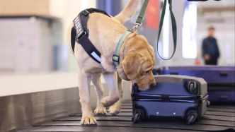 32只工作犬參加上海海關(guān)上崗考核，合格后將守護國門