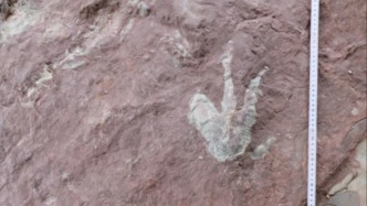 廣西東興發(fā)現(xiàn)中國最南端恐龍足跡，揭示中晚侏羅世恐龍多樣性