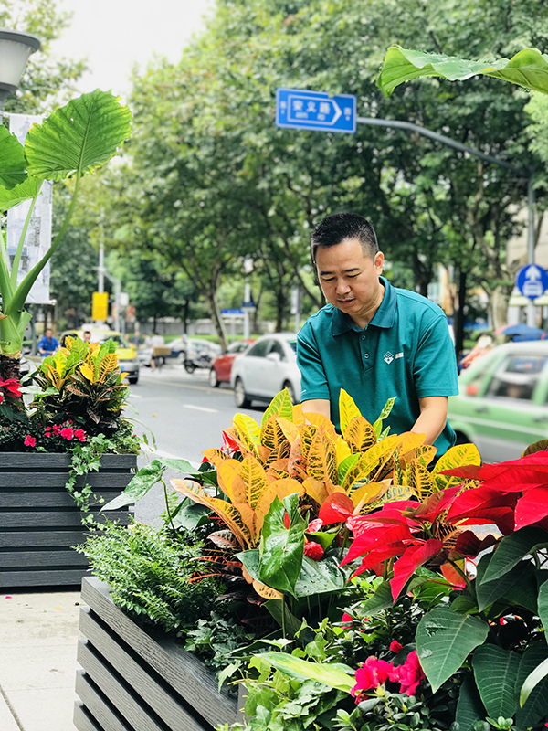 魔都街头的绿化带被赞高颜值？或许就出自这位“护花使者”之手