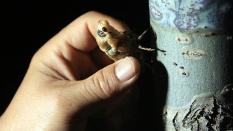 夜讀丨摸知了猴的快樂(lè)